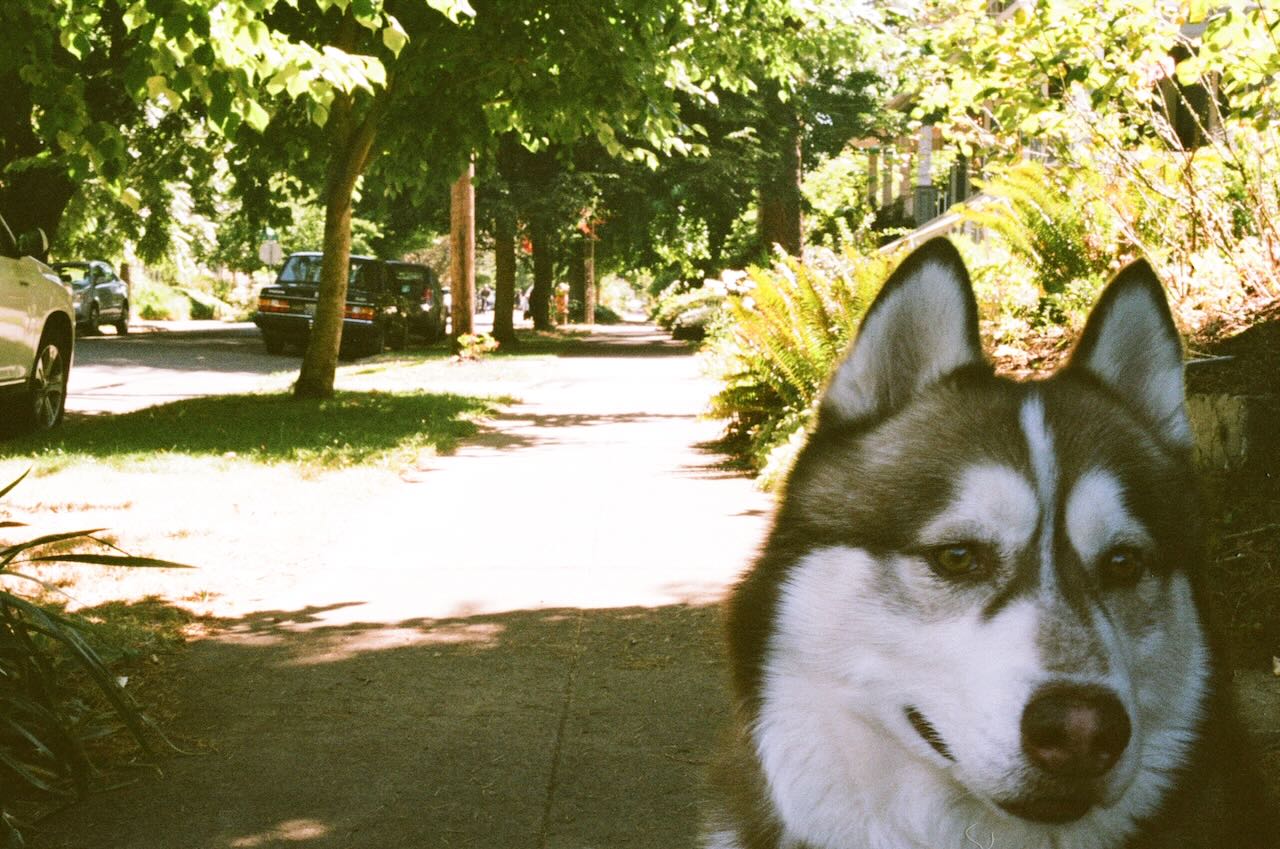 A dog named Arsenio. Portland, OR